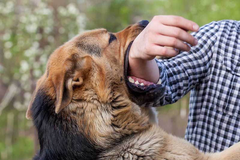 Top 5 Mistakes to Avoid After a Dog Bite - Law Offices of Alex Cha & Associates