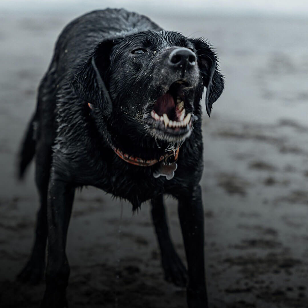 Cha Cha Cha Law - Compassionate Personal Injury Lawyer in San Gabriel CA - Dog Bites/Attacks Cha Cha Cha Law - Compassionate Personal Injury Lawyer in San Gabriel CA - Dog Bites/Attacks